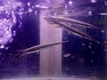 small yellow alligator fish with black stripes in aquarium