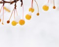 Small yellow apples on branches tree with snow. Winter or late autumn scene, beautiful nature with wild frozen plant Royalty Free Stock Photo