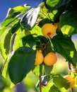 Small yellow apples are hidden in the shade of the juicy leaves of a wild apple tree. Vertical natural background with apples