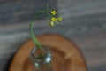 A small yellow arugula flower stands on the sawing of a tree