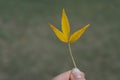 A small yellow autumn leaf held by a female hand on a green blurred background.