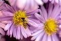 A small yellow bee collects pollen on a pink flower. Royalty Free Stock Photo