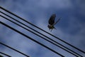 A small, Yellow-bellied seedeater, Sporophila nigricollis, that is flying up from black electricity lines Royalty Free Stock Photo