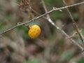 Small Yellow Berry on a Bare Branch in Wintertime