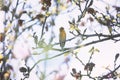 Small yellow bird on blossom tree closeup