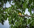 Small yellow bird Male Orange-fronted Yellow Finch in a tree - Cali, Colombia Royalty Free Stock Photo