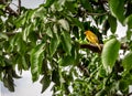 Small yellow bird Male Orange-fronted Yellow Finch in a tree - Cali, Colombia Royalty Free Stock Photo