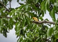 Small yellow bird Male Orange-fronted Yellow Finch in a tree - Cali, Colombia Royalty Free Stock Photo