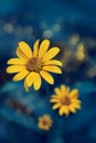 Small yellow bright summer flowers on a background of blue foliage in a fairy garden. Macro artistic image.