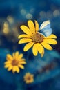 Small yellow bright summer flowers and butterfly on a background of blue foliage in a fairy garden. Macro artistic image. Royalty Free Stock Photo