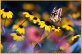 Small yellow bright summer flowers and tropical butterfly on a background of blue and green foliage in a fairy garden. Royalty Free Stock Photo