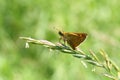 A small yellow-brown butterfly Fathead Lesnaya sits on a blade of grass. Selective focus, blurred background. Summer, bright sunny