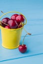 Small yellow bucket full of red ripe cherries on blue wood background. Royalty Free Stock Photo