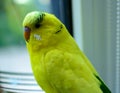 Small yellow budgerigar is sitting next to the window. Portrait of a domestic bird. Background picture.