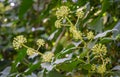 Small yellow buds of flowers of English ivy Hedera helix, European ivy on blurred green background on ivy leaves.