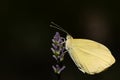 A small yellow butterfly, a brimstone butterfly, sits on the flower of a lavender. The background is dark. There are small drops