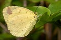 Small Yellow Butterfly on Green Leaf