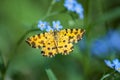 Small yellow butterfly moth Royalty Free Stock Photo