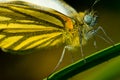 Macro of Pieris melete Ã¯Â¼ËButterflyÃ¯Â¼â° Royalty Free Stock Photo