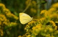 Small yellow Butterfly Royalty Free Stock Photo