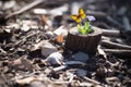 a small yellow butterfly is sitting on top of a tree stump Royalty Free Stock Photo