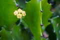 Small yellow cactus flower on green leaves backgrounds. Euphorbia antiquorum