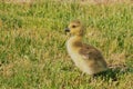 Small yellow canadian goose chic standing in the green grass. Closeup view. Royalty Free Stock Photo