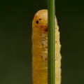 A small yellow caterpillar appears from behind the blade of grass Royalty Free Stock Photo