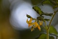 Small yellow cherry tomato flower Royalty Free Stock Photo