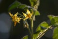 Small yellow cherry tomato flower Royalty Free Stock Photo