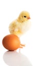 Small yellow chick with egg. Royalty Free Stock Photo