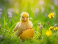 A small yellow chick in the half of an Easter egg on the green grass with spring flowers Royalty Free Stock Photo