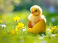 A small yellow chick in the half of an Easter egg on the green grass with spring flowers Royalty Free Stock Photo