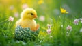 A small yellow chick in the half of an Easter egg on the green grass with spring flowers Royalty Free Stock Photo