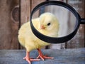 Little chicken close up Royalty Free Stock Photo