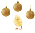 Small yellow chicken and gold christmas balls isolated on white Royalty Free Stock Photo