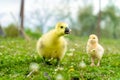 a small yellow chicken and a goose chick walk in the summer on the green grass in the village Royalty Free Stock Photo