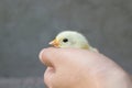 Small yellow chicken in hand,in children`s hand holds a chicken on a gray background on the farm Royalty Free Stock Photo