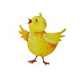 A small yellow chicken. Illustration. Watercolor.