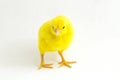 Small yellow chicken isolated on white Royalty Free Stock Photo