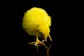 Small yellow chicken isolated on white Royalty Free Stock Photo