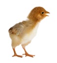 Small yellow chicken isolated on white Royalty Free Stock Photo