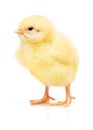 Small yellow chicken isolated on white Royalty Free Stock Photo