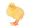 Small yellow chicken isolated on a white background. Creative photo. Royalty Free Stock Photo