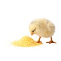 Small yellow chicken isolated on white background. Royalty Free Stock Photo