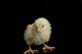 Small yellow chicken isolated on white Royalty Free Stock Photo