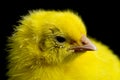 Small yellow chicken isolated on white Royalty Free Stock Photo