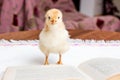 Small yellow chicken near an open book. Fiction reading_