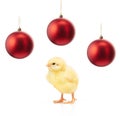 Small yellow chicken and red christmas balls isolated on white Royalty Free Stock Photo
