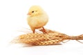 Small yellow chicken standing on bunch of wheat Royalty Free Stock Photo